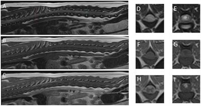 Case report: Necrotizing leukomyelitis and meningitis in a Pomeranian